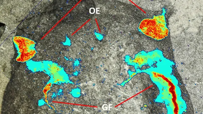 Paleontoloji Fosil Jamoytius Lasanius X-Işını Kalsiyum Fosfor